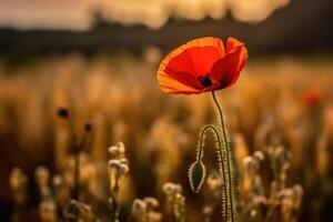 beautiful wheat field in sunset and a poppie, AI Generative photo