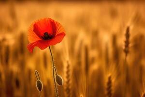 beautiful wheat field in sunset and a poppie, AI Generative photo