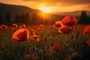 field of red poppies in the sunset light. photo