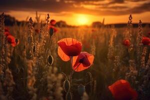 field of red poppies in the sunset light. photo