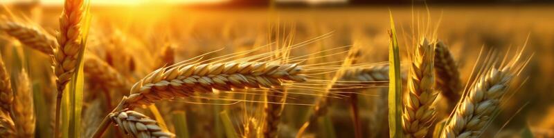 hermosa trigo campo en atardecer, ai generativo foto