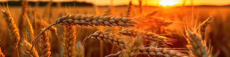 hermosa trigo campo en atardecer, ai generativo foto