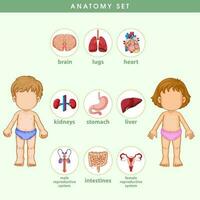 Anatomy of the human body information infographic illustration vector