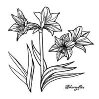 Amaryllis lily flower botanical vector Art isolated on white background.