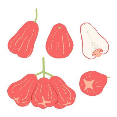 Rose apple fruit in whole and half object set. Exotic fruit illustration