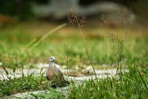 Turtle dove bird between long grasses on the garden looking for food, Mahe Seychelles 1 photo