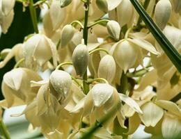 White Spanish-dagger flower with rain drops blooming inside the botanical garden, Mahe, Seychelles photo