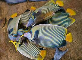 Blue Tang, Palette Surgeonfish, Paracanthurus hepatus, fish caught, selling inside the town market in Victoria photo