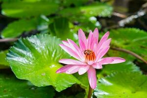 Pink waterlily inside the pond in the botanical garden, honey bee taking nectar, Mahe Seychelles photo