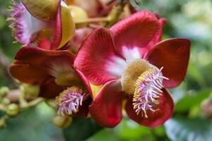 Closeup of canon ball flowers in the botanical garden on Mahe island, Seychelles photo