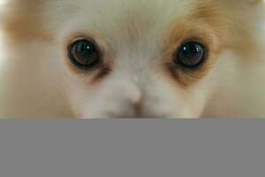 Closeup of face pure breed Pomeranian dog at home photo