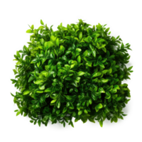 Green bush isolated. Illustration AI Generative png