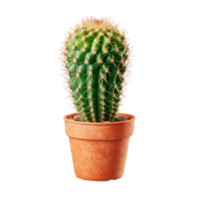 Cactus isolated. Illustration AI Generative png