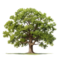 Oak tree isolated. Illustration AI Generative png