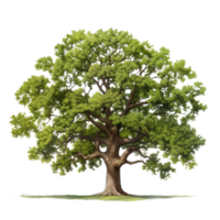 chêne arbre isolé. illustration ai génératif png