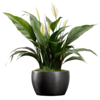 Deciduous plant spathiphyllum isolated. Illustration AI Generative png