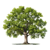 Oak tree isolated. Illustration AI Generative png