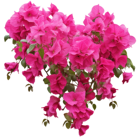 rose bougainvilliers végétaux, illustration ai génératif png