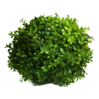 Green bush isolated. Illustration AI Generative png