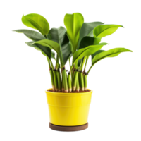 POtted banana plant isolated. Illustration AI Generative png