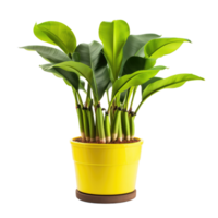 mis en pot banane plante isolé. illustration ai génératif png