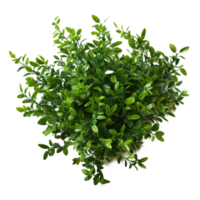 Green bush isolated. Illustration AI Generative png