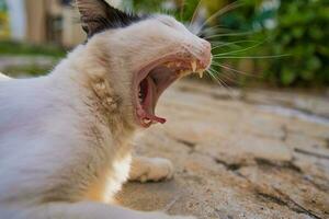 white adult cat yawning with wide open mouth on concrete base at home photo