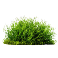 Grass bush isolated. Illustration AI Generative png