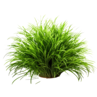 Grass bush isolated. Illustration AI Generative png