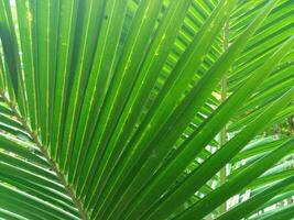 natural and awesome green coconut leaf background. photo