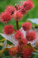 bleeding  flowers in germany photo