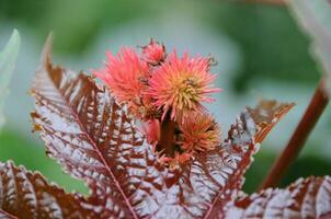 bleeding  flowers in germany photo