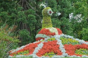 flores a lago Constance foto