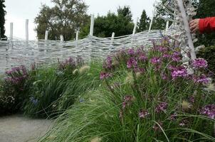 flowers at lake constance photo