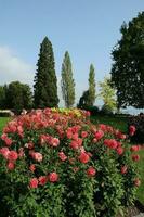 flores a lago Constance foto