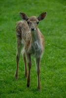 deers on a field in germany photo