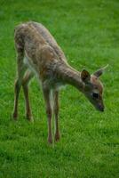 deers on a field in germany photo