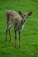 deers on a field in germany photo