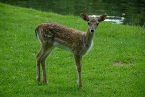 deers on a field in germany photo