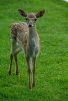 deers on a field in germany photo