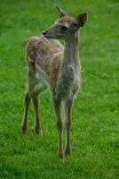 deers on a field in germany photo