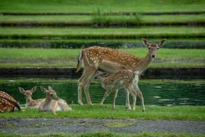 deers on a field in germany photo