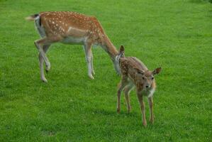 deers on a field in germany photo