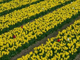 egmond beach in the netherlands photo