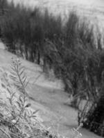 the beach of Spiekeroog island photo