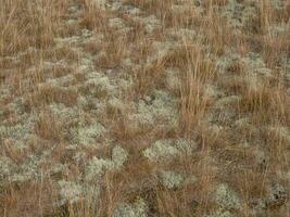 the island of Spiekeroog photo