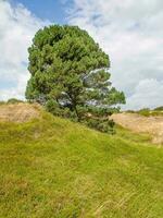 the island of Spiekeroog photo