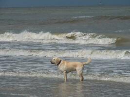 spiekeroog island in the north sea photo