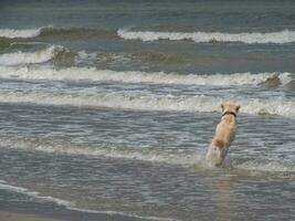 spiekeroog island in the north sea photo