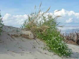 the Island of Spiekeroog photo